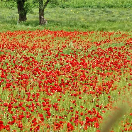 Coquelicot Domek alpejski Kalawrita