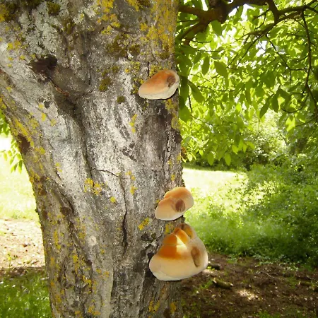 Alpehytte Coquelicot *