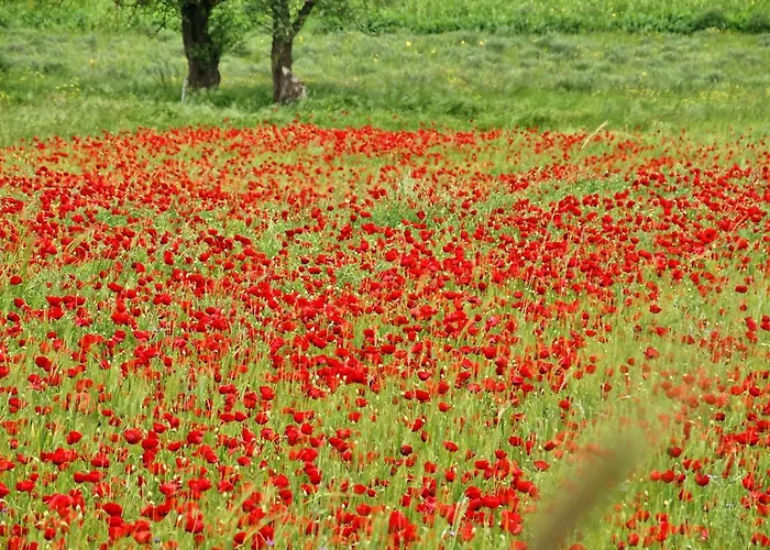 Coquelicot Alpstuga Kalavryta